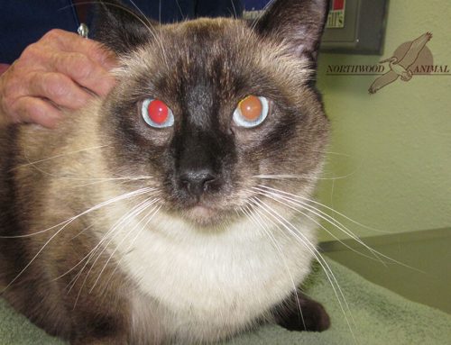 What Blood Tests Can Tell You About Your Cat’s Health