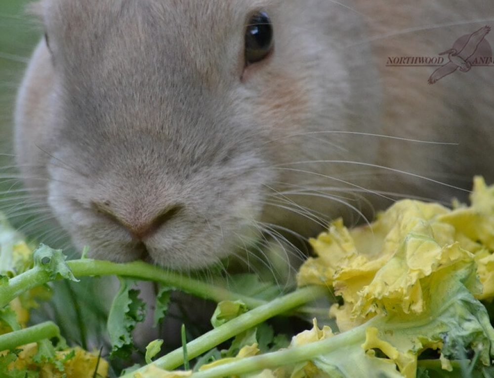 Rabbit Dental Care - Northwood Animal Hospital