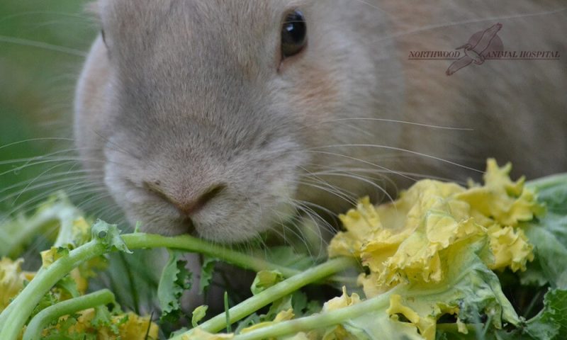 Rabbit Feeding - Northwood Animal Hospital